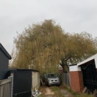 Image 24 of Special Branch Tree & Stump Removal