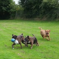 fairway boarding kennels