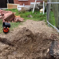 Image 2 of Special Branch Tree & Stump Removal