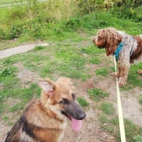 Image 5 of Four Paws Pet Services