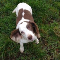 Image 10 of Canine Wild Walks