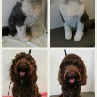 Wag 'N' Wheels Mobile Dog Grooming, Sheffield | Dog & Cat Grooming - Yell