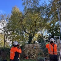 Image 5 of Tree Wise Men (NE) Ltd