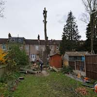 Image 27 of Trees R Us