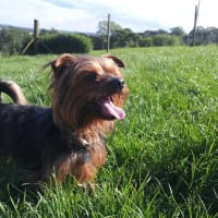 stainthwaite kennels