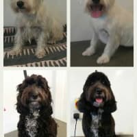 Wag 'N' Wheels Mobile Dog Grooming, Sheffield | Dog & Cat Grooming - Yell