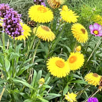 Image 47 of House & Home Sitters Ltd