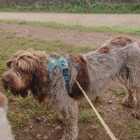 Image 43 of Four Paws Pet Services