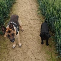 Image 26 of Four Paws Pet Services