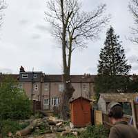 Image 30 of Trees R Us