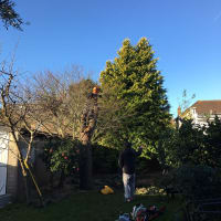 Image 41 of Special Branch Tree & Stump Removal