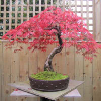 Devon Bonsai - Springfield Bonsai Nursery, Exeter | Garden Centres - Yell