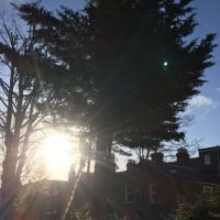 Image 37 of Special Branch Tree & Stump Removal