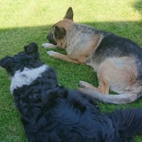 Image 17 of Four Paws Pet Services