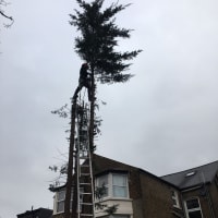 Image 31 of Special Branch Tree & Stump Removal