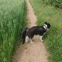 Image 30 of Four Paws Pet Services