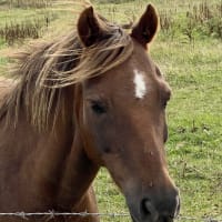 Image 26 of House & Home Sitters Ltd