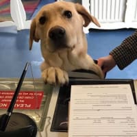 Rathmore store boarding kennels