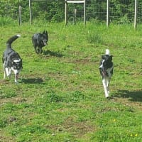 Mearns Canine Lodge, Glasgow | Boarding Kennels - Yell