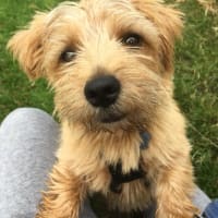 one of our happy hounds