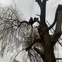 Image 25 of Special Branch Tree & Stump Removal