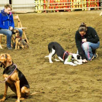 Image 8 of Canine Wild Walks