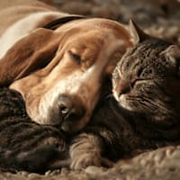 Image 4 of Vets at Home and Heart