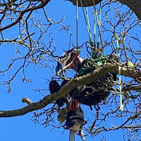 Image 41 of Tree Wise Men (NE) Ltd