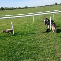 Image 19 of Four Paws Pet Services