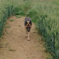 Image 31 of Four Paws Pet Services