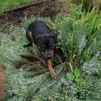 Image 15 of Four Paws Pet Services