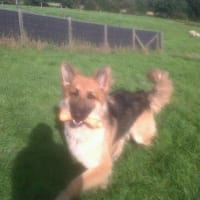 stainthwaite kennels