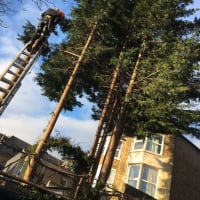 Image 34 of Special Branch Tree & Stump Removal