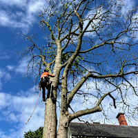 Image 20 of Tree Wise Men (NE) Ltd