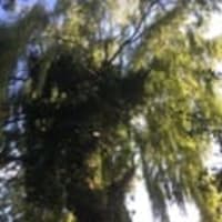 Image 3 of Special Branch Tree & Stump Removal