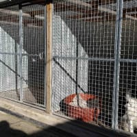 4 Paws Boarding Kennels, Grays | Boarding Kennels - Yell