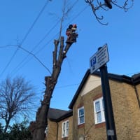 Image 22 of Special Branch Tree & Stump Removal