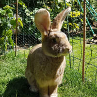 Hartleywood Cattery, Leeds | Catteries - Yell