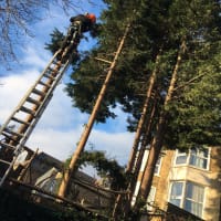 Image 35 of Special Branch Tree & Stump Removal