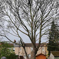 Image 25 of Trees R Us