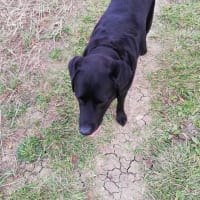 Image 4 of Four Paws Pet Services