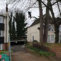 Image 41 of Trees R Us