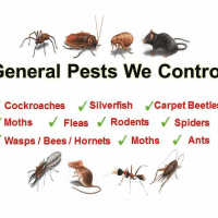 Reliable Pest Control, London | Pest & Vermin Control Services - Yell