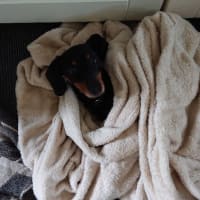 Image 20 of Four Paws Pet Services