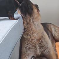 Image 16 of Four Paws Pet Services