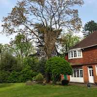 Image 32 of Trees R Us