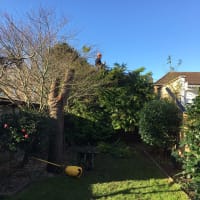 Image 42 of Special Branch Tree & Stump Removal