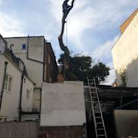 Image 37 of Trees R Us