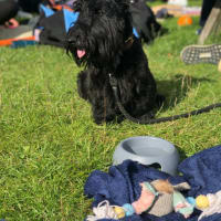 Image 48 of Four Paws Pet Services