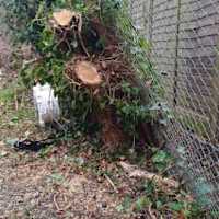 Image 46 of Trees R Us